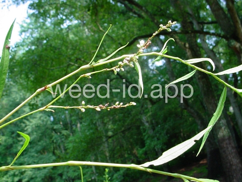 smartweed, marshpepper